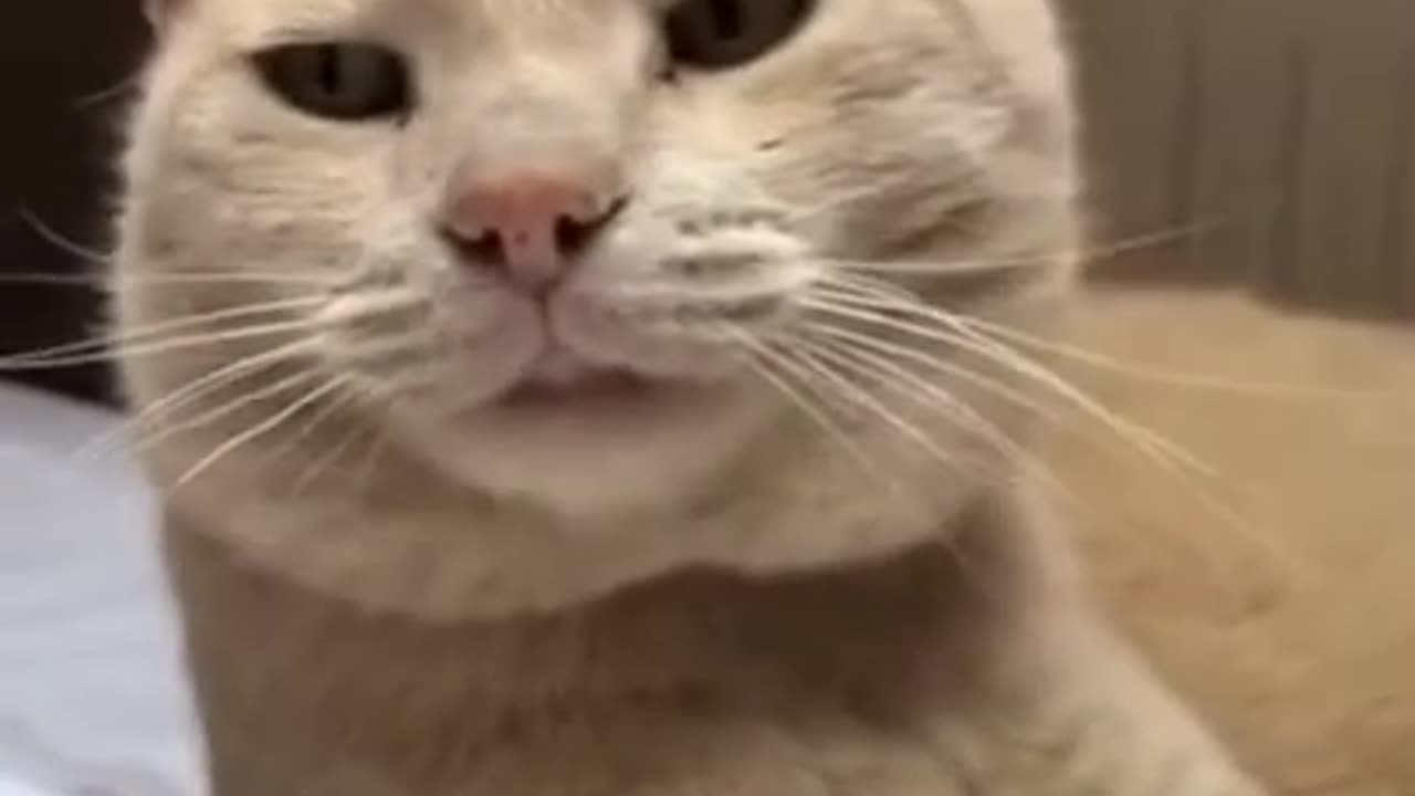 Funny Cat videos 🤣🤣🤣