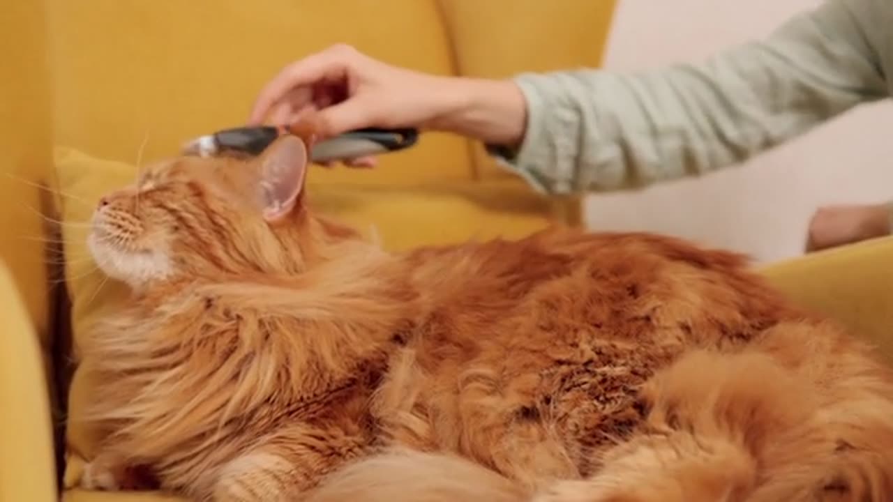 Kitty Beauty Salon: Watch This Cute Cat Groom and Pamper Her Beloved Owner