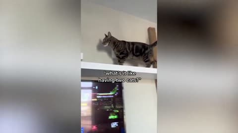 Funny🤣🤣🤣 cats moment