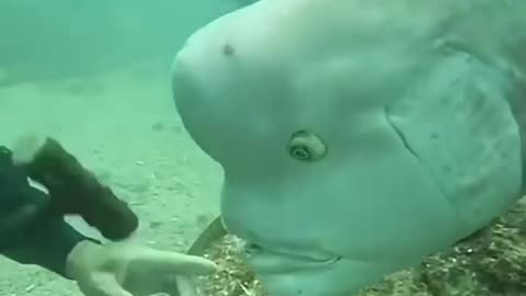 Very curious fish ever