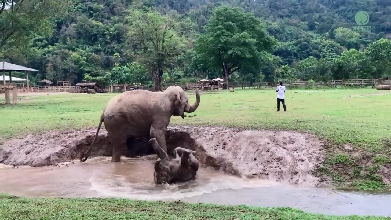 Top Ten Baby Elephants At Play