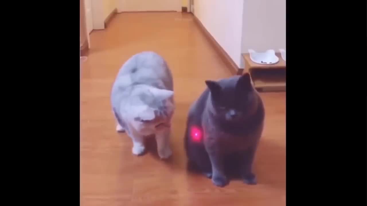 Kitten Baby