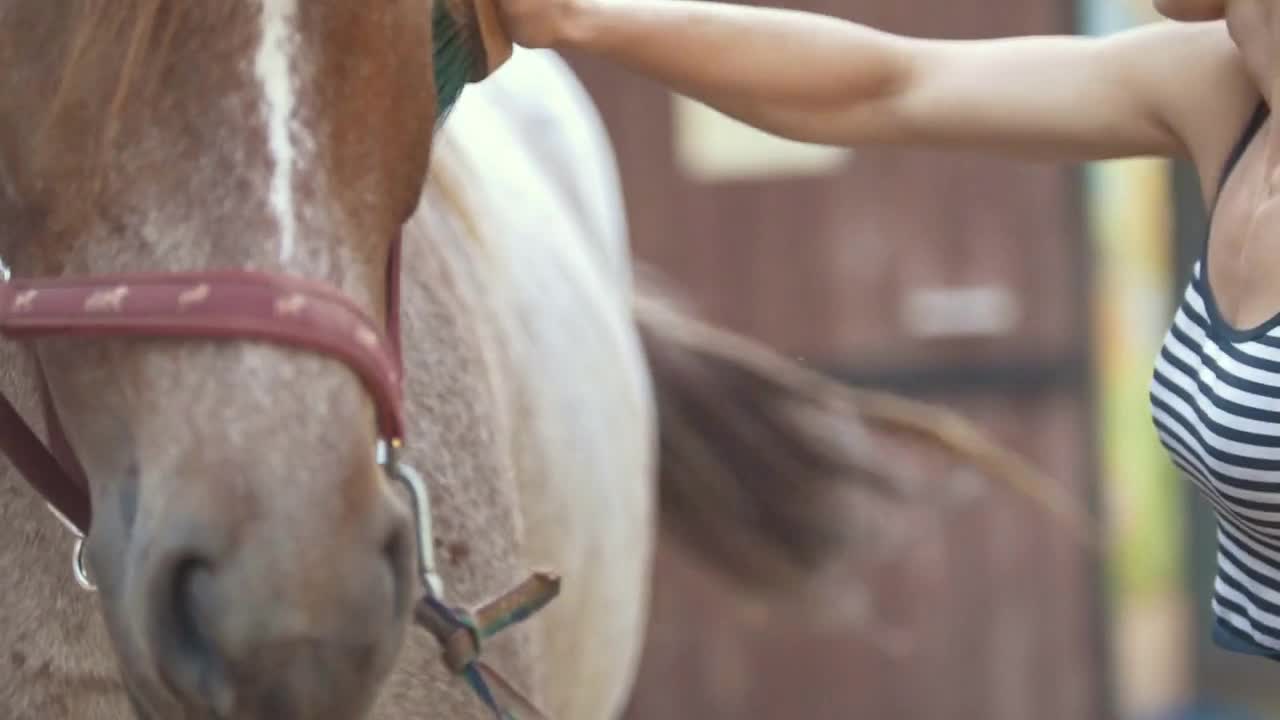 Woman horse brushing a horse on a sunny day on animal farm