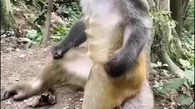 this monkey can't hold back sleepy #cute animals