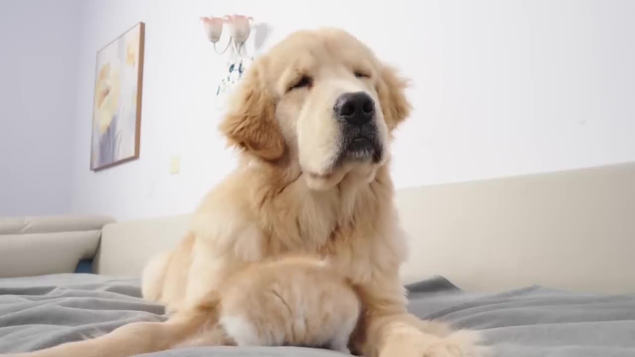 Kitten Becomes Madly Obsessed With Golden Retriever 100 Times Her Size