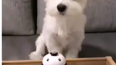 Funny dog video 📸