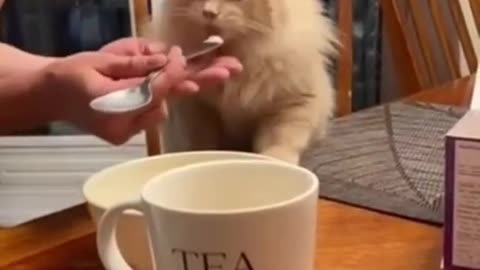 Funny animals <3