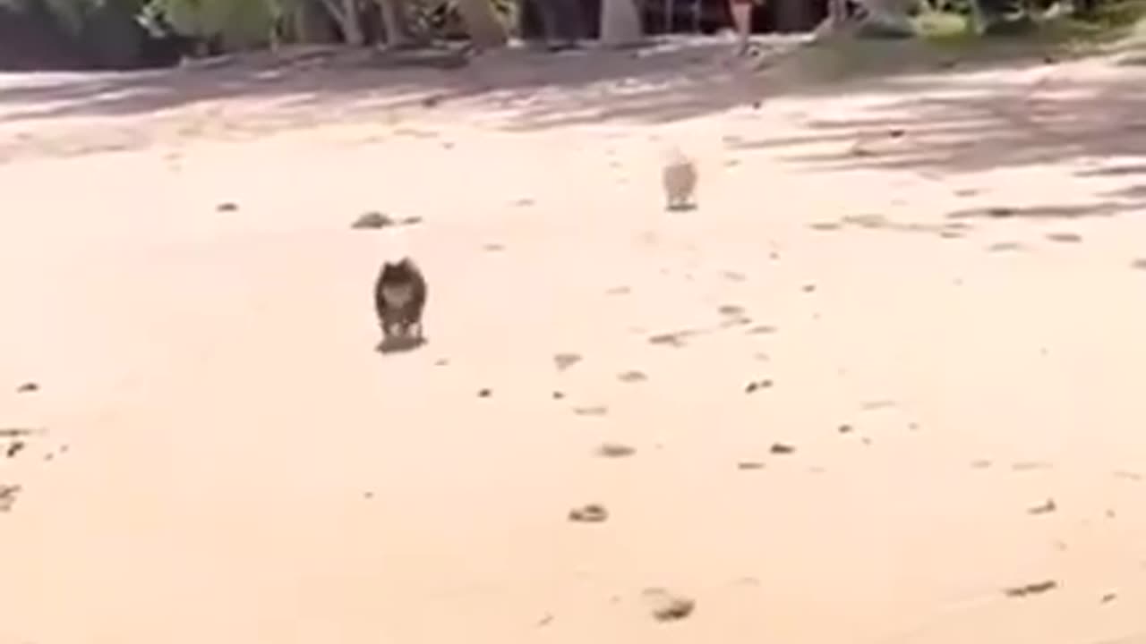 живой боулинг