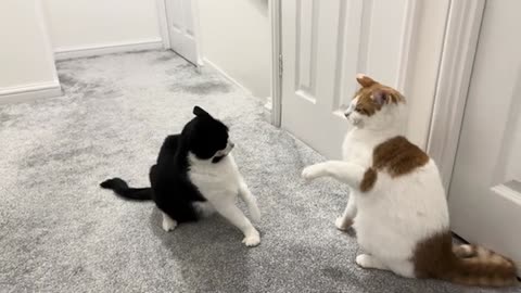 Cats fight#2023