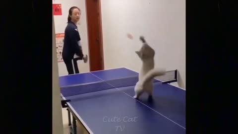 Cute Cats Funny Video Compilation 🤩 Cute Cats 🎈🎈 try not to laugh