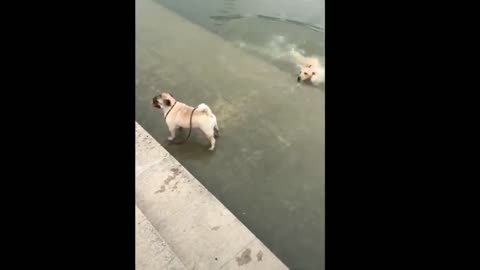 Dog got wet funny