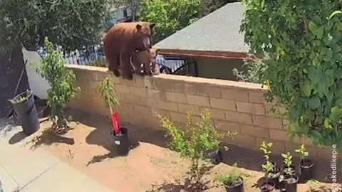 A young woman saved her dogs from a bear