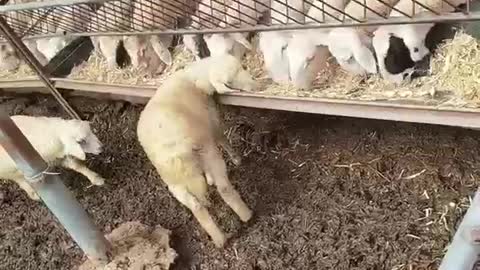 flock of sheep grabbing dinner