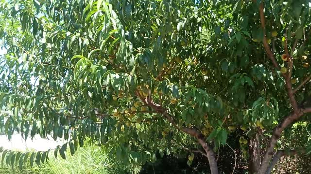 The trees are full of fruit