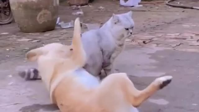 DoG vs cat cat funny