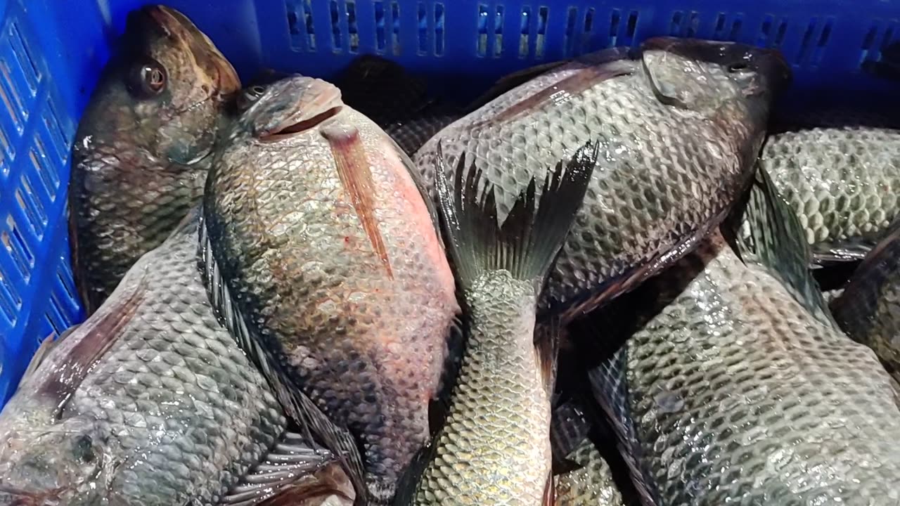 Big Tilapia Fish Video l Nice Ayer Fish And Karfu Carp Fish Video