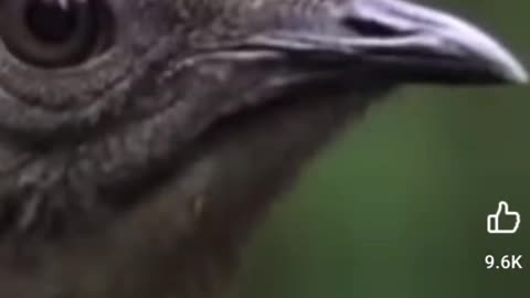 Funny Animal Video the Rapper LilBeaky #funny