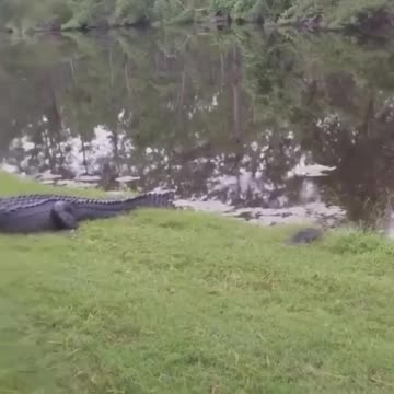 Crocodile VS turtle
