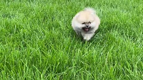 puppy-running-on-the-grass