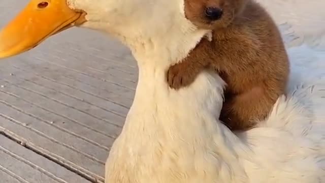 Puppy warms up on duck friend