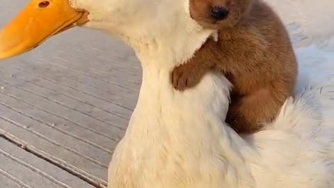 Puppy warms up on duck friend