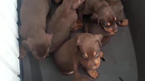 Puppies in the aquarium