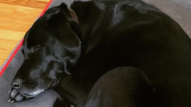 Black dog barks in sleep on grey carpet