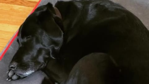 Black dog barks in sleep on grey carpet