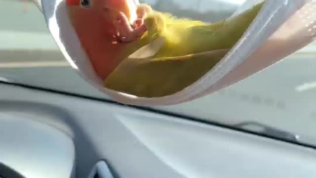 Cute Uniqie tamed parrot Romeo , Taking rest on face mask , Enjoying Car Drive