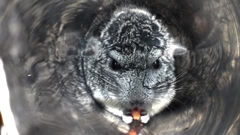 Chinchilla eating cherries