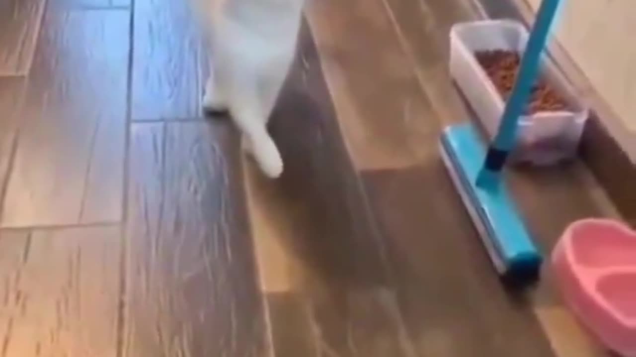 Cat imitates owner's injured leg..ππΎπ