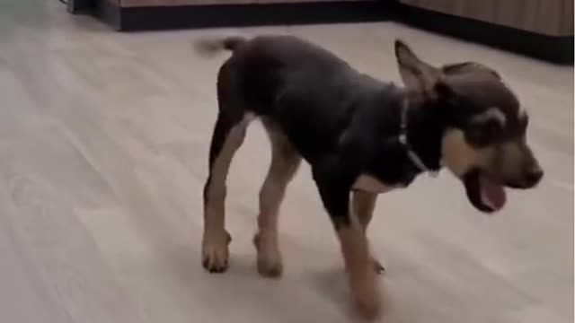 || Dog dance ||