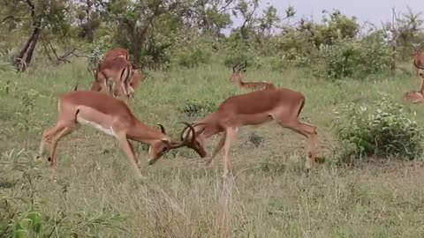 Impala fighting