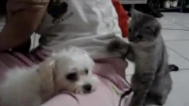 Cute puppy and Cat