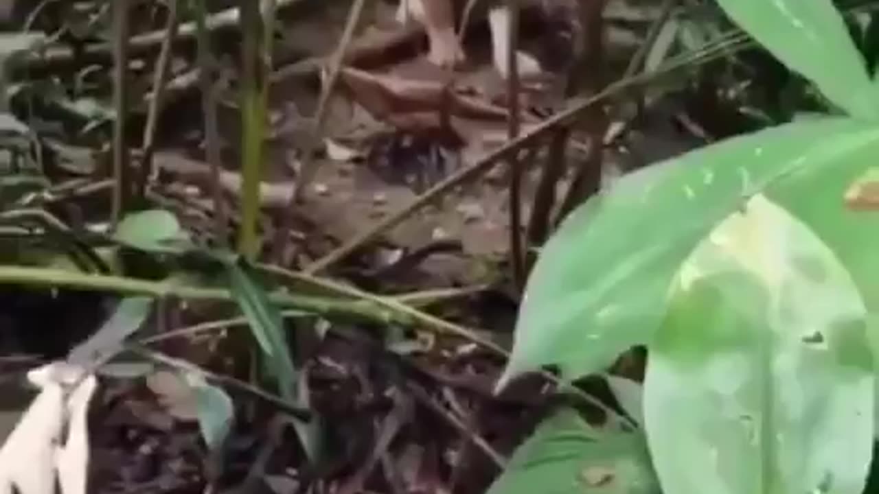 Family walks through jungle and gets a surprise