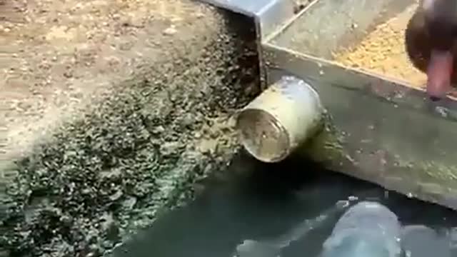 An Amazing Duck Feeding Fishes