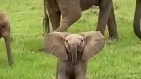 Cut baby elephant