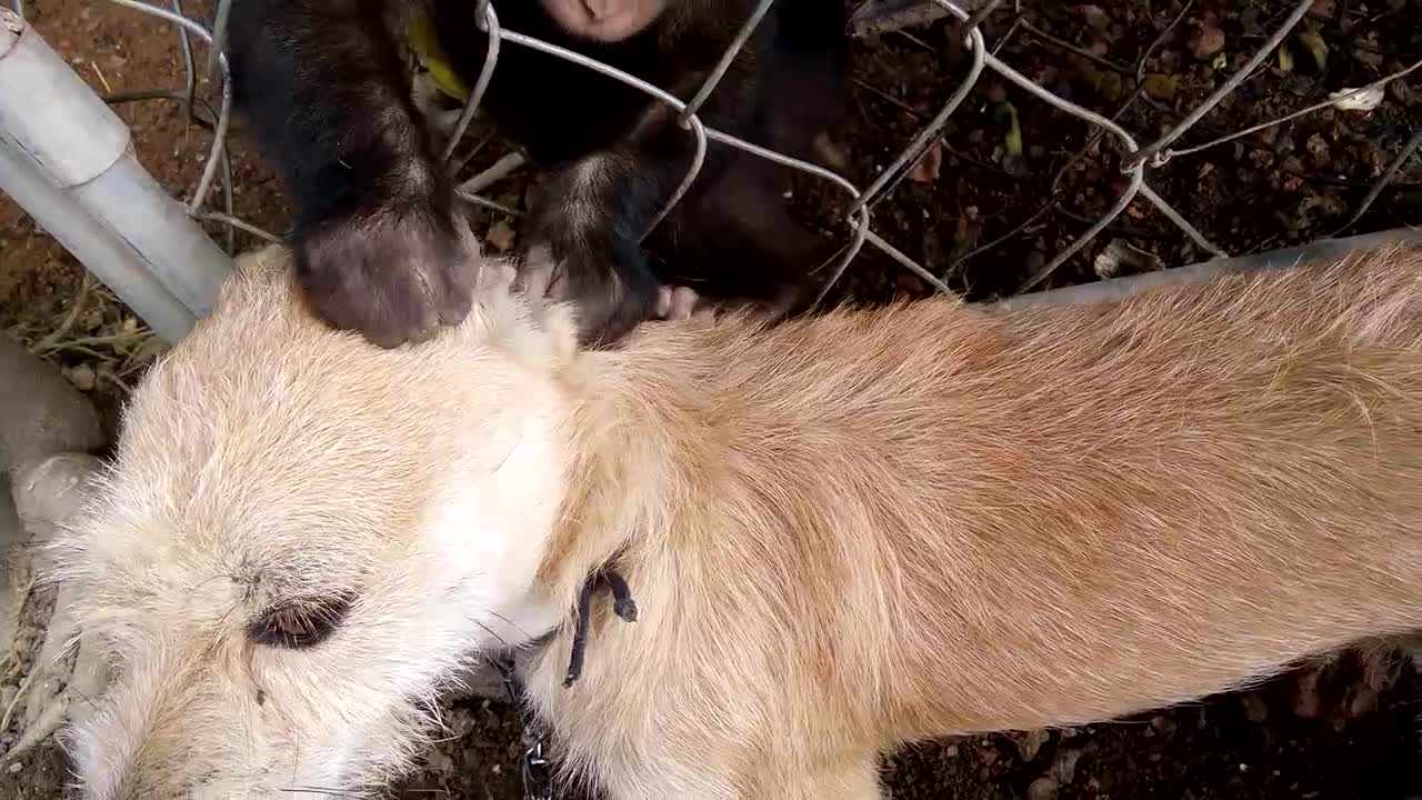 Monkey Grooming a Dog