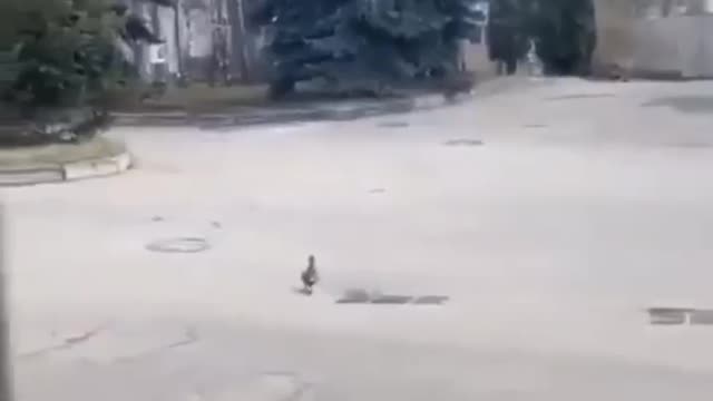 This helpless duck lost 10 ducklings trying to help one.