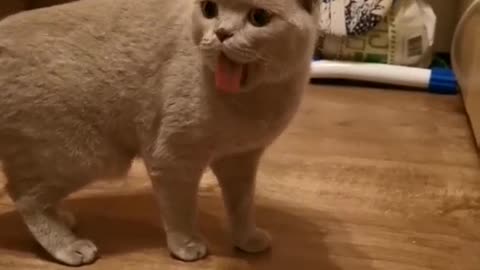 Hi,hi,hi