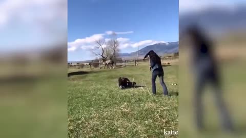 7 MINUTES OF LAUGHTER _ BEST JOKES 2024 _ ABOUT ANIMALS _ FUNNY VIDEOS