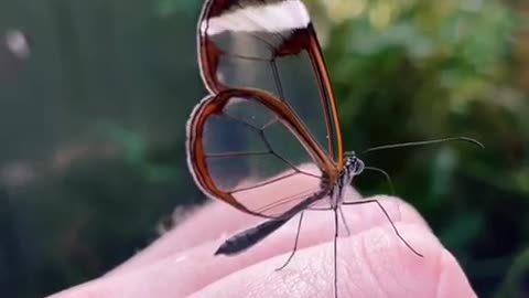 The wonder of a glass butterfly