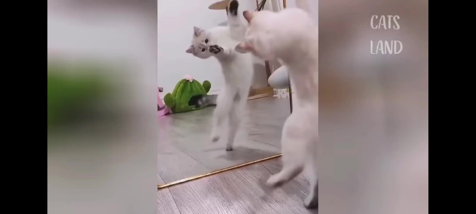 Funny Cat