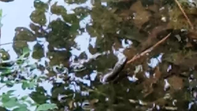 Found a snake while fishing in North Carolina