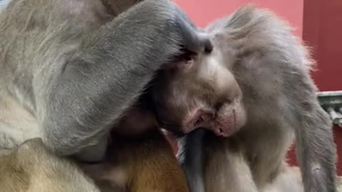 Funny Love monkey| Animals Love