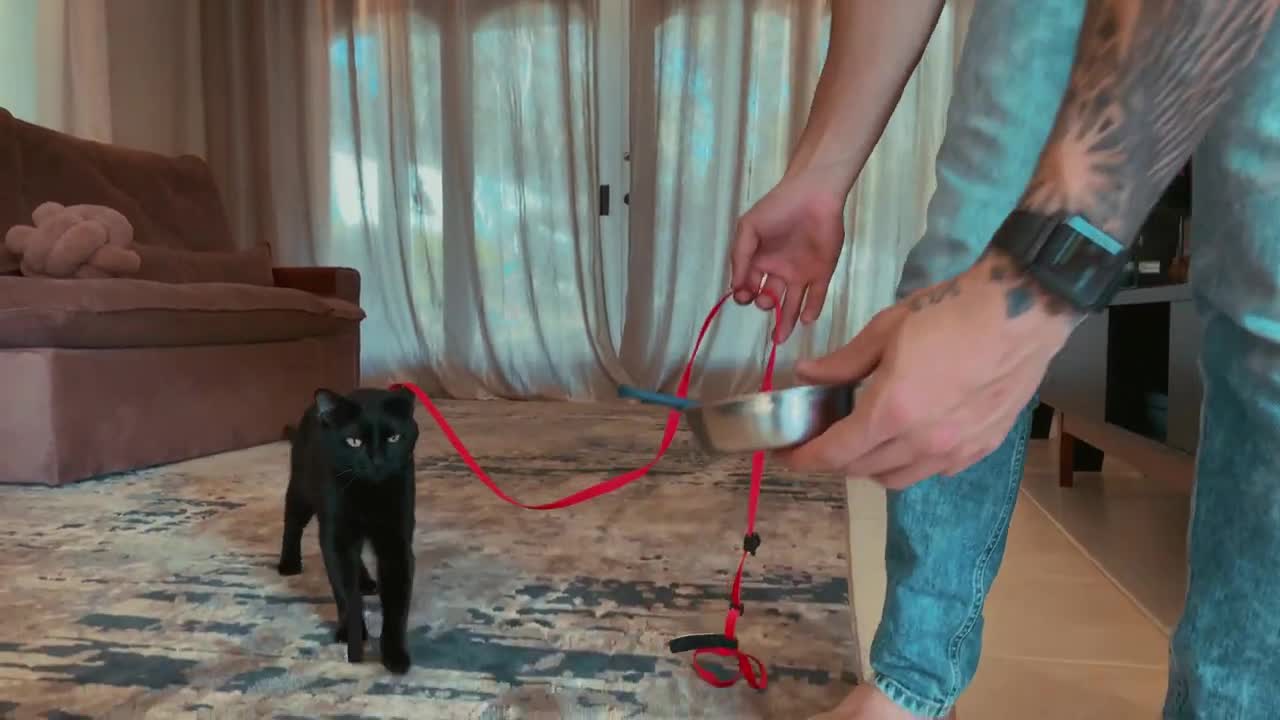 how to train your cat and I am a dog easy