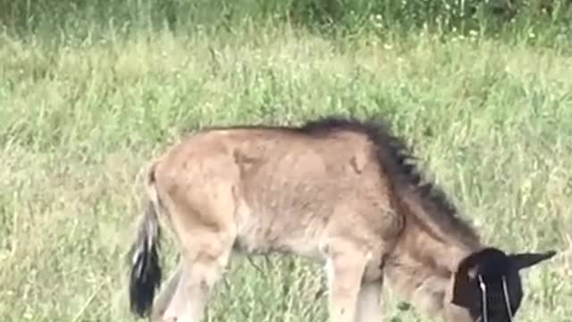 wait for it leopard vs baby wildebeest.