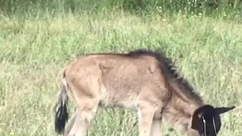 wait for it leopard vs baby wildebeest.