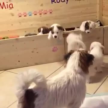 Jack Russell puppy's brave escape from pen