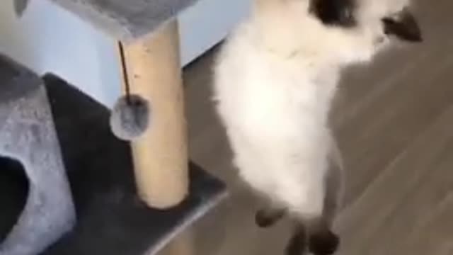 Cat dog funny video mk1m